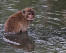 Long-tailed Macaque