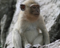 monkeys_09