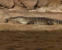 chambal_021b National Chambal Sanctuary - Sumpkrokodil intraslad i ett fiskenät