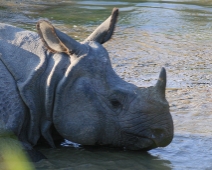 Royal Chitan National Park, Nepal