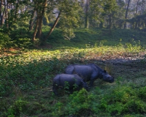 chitwan_015