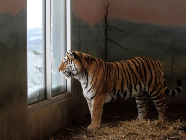The Year of the Tiger