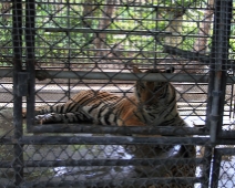 year_of_the_tiger_010c
