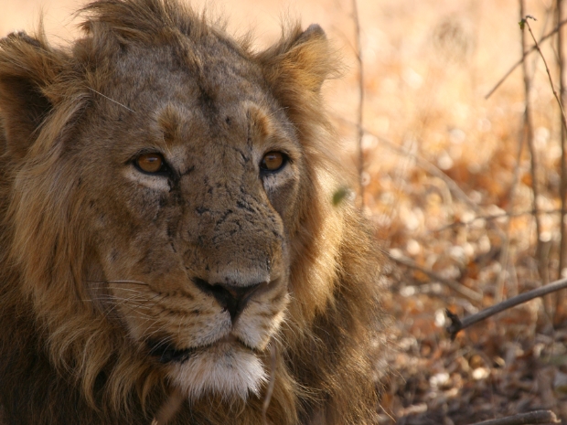 Gir National Park India