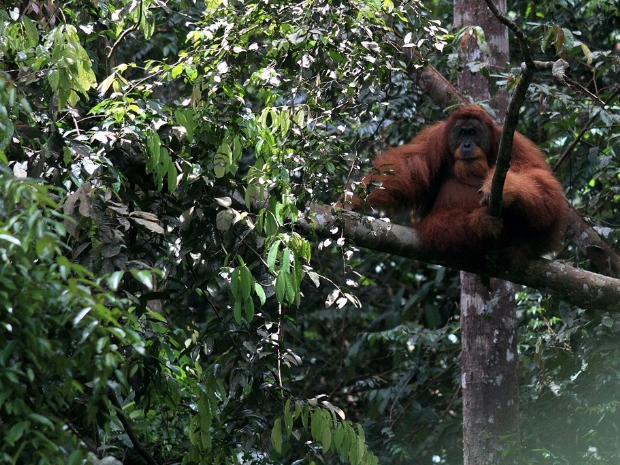 Gunung Leuser National Park Indonesia