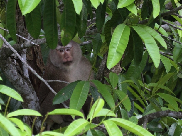 Khao Yai National Park Thailand