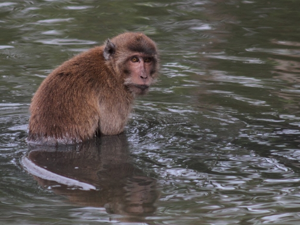 Long-tailed Macaque Thailand