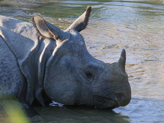 Royal Chitwan National Park Nepal