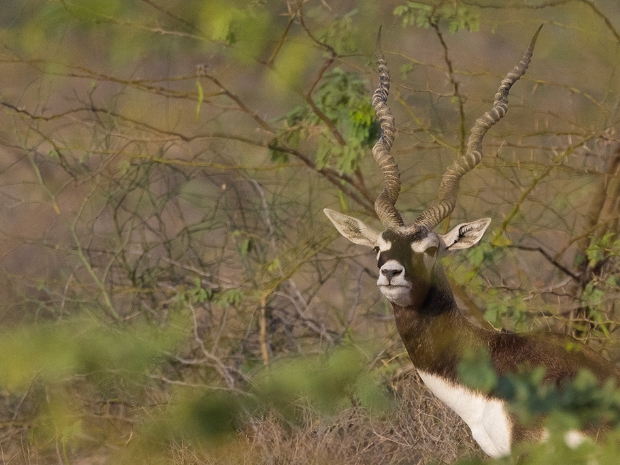 Wildlife in Rajasthan India