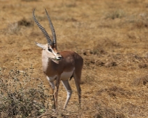 AmboseliNP_008