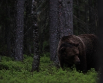 bjorn_002 Hälsingland - Brunbjörn (Ursus arctos)