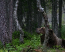 bjorn_014 Hälsingland - Brunbjörn (Ursus arctos)