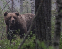 Bear, Sweden