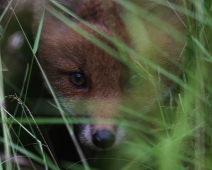 fox_001 Rödräv (Vulpes vulpes)