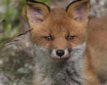 fox_003 Rödräv (Vulpes vulpes)