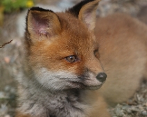 fox_004 Rödräv (Vulpes vulpes)