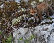 fox_007 Rödräv (Vulpes vulpes)