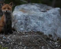 fox_010 Rödräv (Vulpes vulpes)