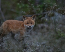 fox_011 Rödräv (Vulpes vulpes)