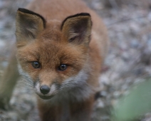 fox_012 Rödräv (Vulpes vulpes)