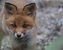 fox_013 Rödräv (Vulpes vulpes)