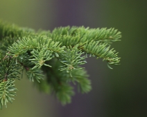 skog_001 Gran - Picea abies