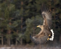 eagle_0003 Havsörn, Färnebofjärdens National Park, Sweden
