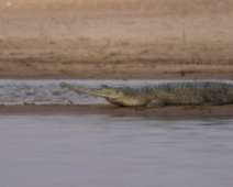 National Chambal Sanctuary