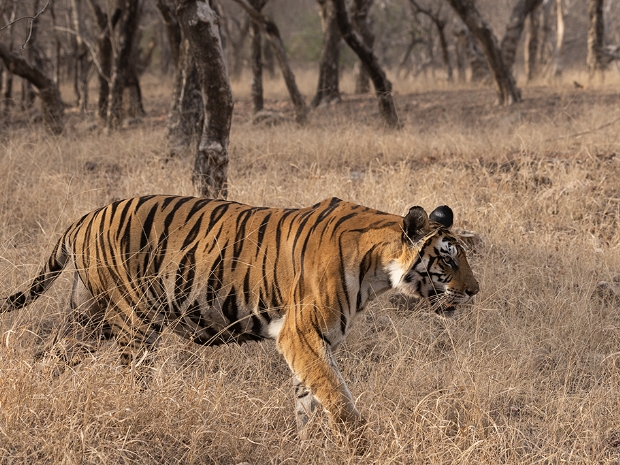 Panna National Park