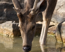 panna_054 Panna National Park