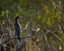 Sunderbans022