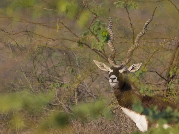 Wildlife in Rajasthan