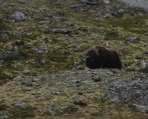 dovre_006 Dovrefjell-Sunndalsfjella National Park - Myskoxe (Ovibos moschatus)