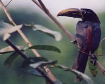 pantanal_006