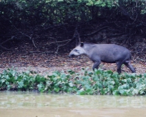 pantanal_010