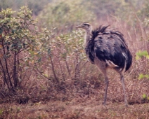 pantanal_015