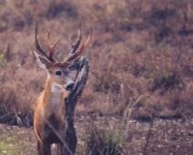 pantanal_019