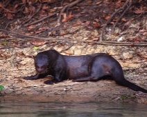 pantanal_023