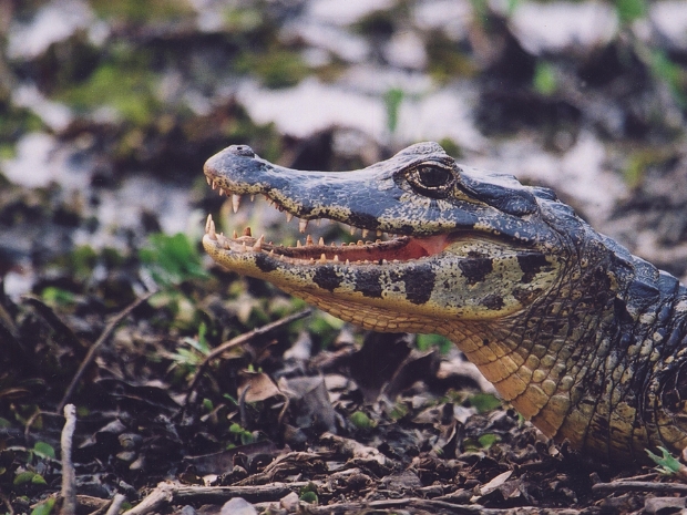 Pantanal Brazil