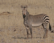 damaraland_006 Hartmanns bergzebra