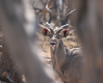 Khwai river, Botswana