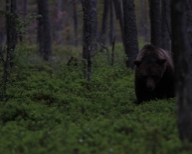 bjorn_013 Hälsingland - Brunbjörn (Ursus arctos)
