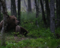 bjorn_021 Hälsingland - Brunbjörn (Ursus arctos)