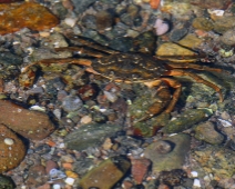 wildlife_europe_kustland_020