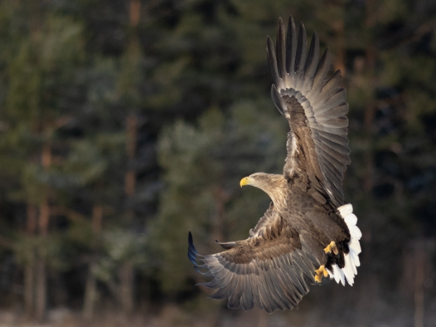 White-tailed Eagle