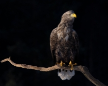 eagle_0114 Havsörn, Färnebofjärdens National Park, Sweden